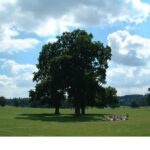 Picnic